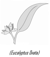 Blackgum Distribution Services Logo